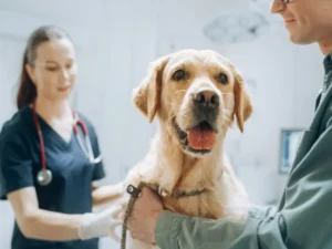 Dog Health Care