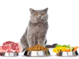 Pet Nutrition Diploma