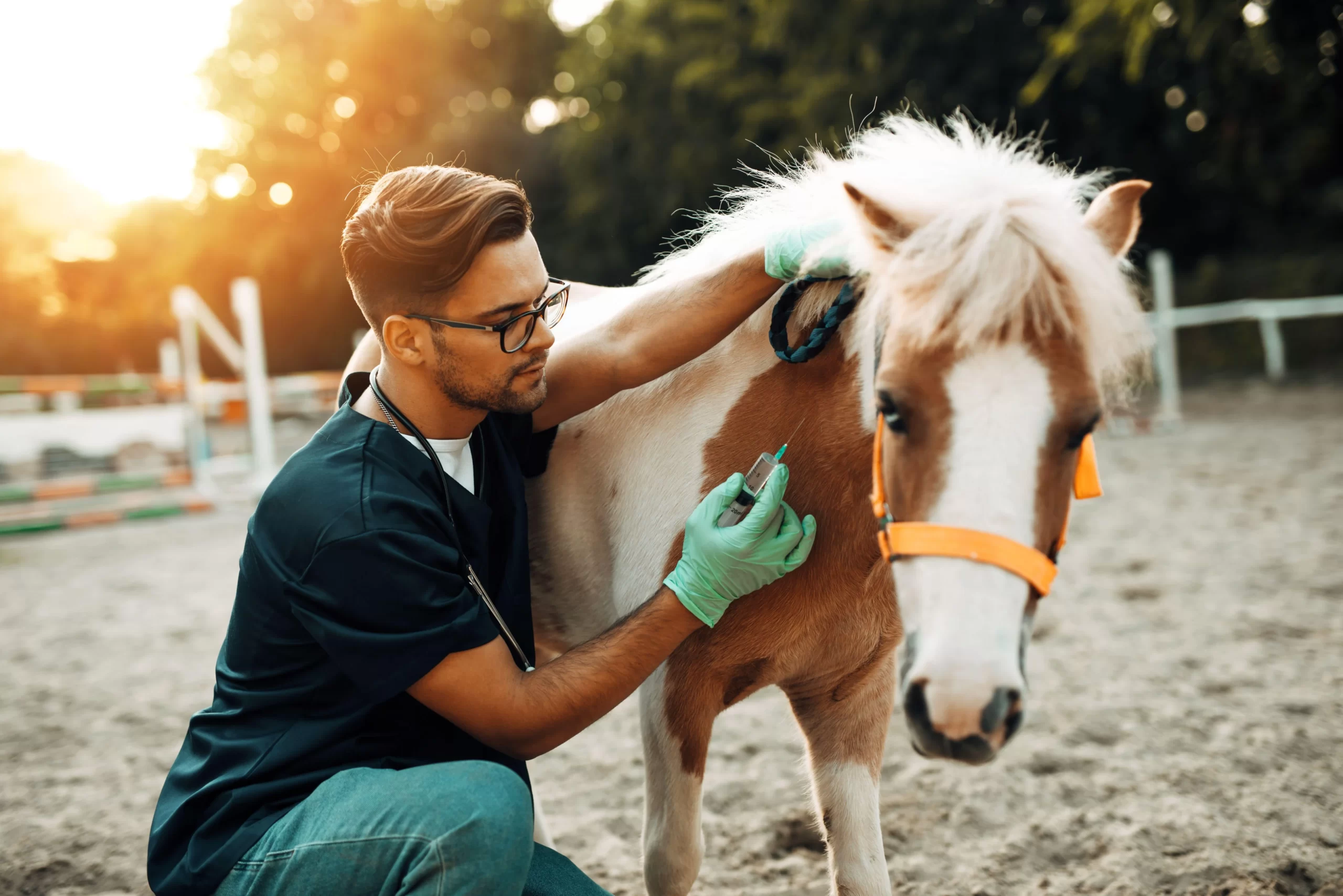 Horse Care Training