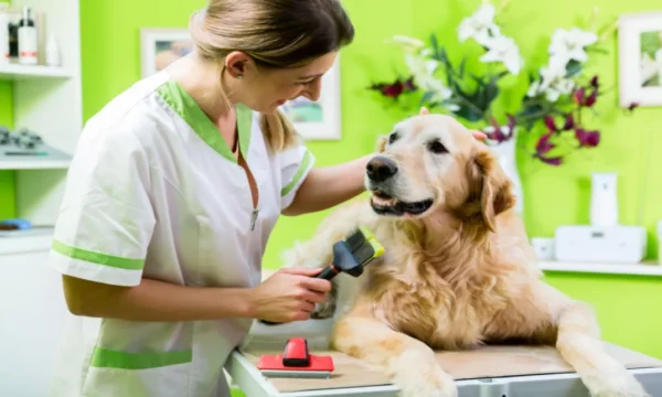 Dog Grooming Course