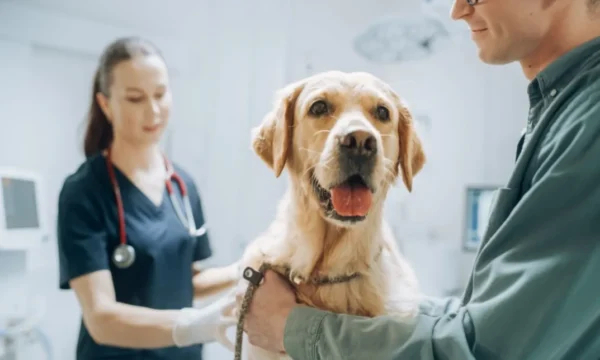 Dog Health Care