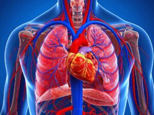 Anatomy and Physiology Course