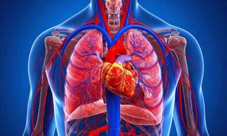 Anatomy and Physiology Course