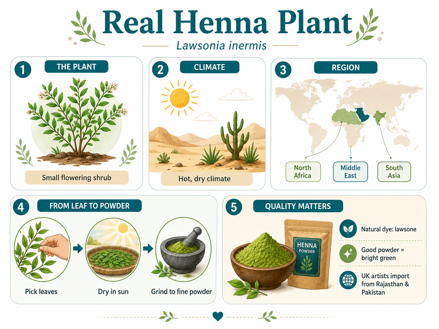 What Plant Does Real Henna Come From 